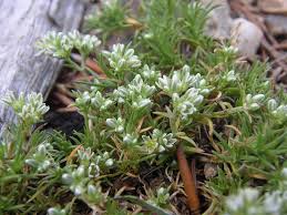 Attēlu rezultāti vaicājumam “Scleranthus perennis flower”