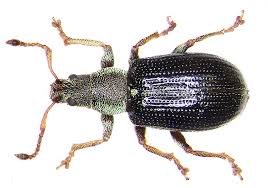 Attēlu rezultāti vaicājumam “Phyllobius”