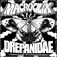 Attēlu rezultāti vaicājumam “Drepanidae”