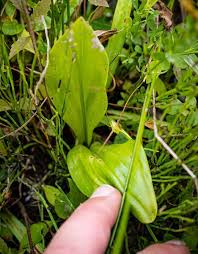 Attēlu rezultāti vaicājumam “Liparis loeselii leaf”