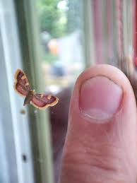 Attēlu rezultāti vaicājumam “Hypsopygia costalis”