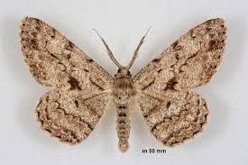 Attēlu rezultāti vaicājumam “Hypomecis roboraria”