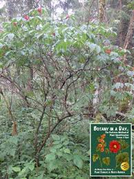 Attēlu rezultāti vaicājumam “Caprifoliaceae”