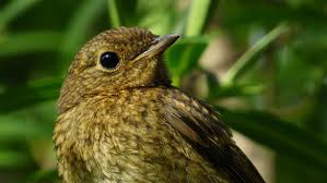 Attēlu rezultāti vaicājumam “Erithacus rubecula juvenile”