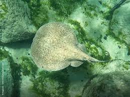 Image result for Torpedo marmorata