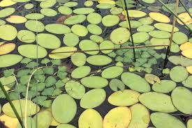 Attēlu rezultāti vaicājumam “Trapa natans”