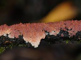 Attēlu rezultāti vaicājumam “Gloeoporus taxicola”