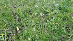 Attēlu rezultāti vaicājumam “Eriophorum latifolium flower”