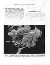 Attēlu rezultāti vaicājumam “Platydictya jungermannioides macro”