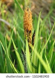 Attēlu rezultāti vaicājumam “Carex hirta female flower”