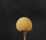 Attēlu rezultāti vaicājumam “Arcyria imperialis”