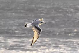 Image result for Chroicocephalus philadelphia