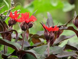 Attēlu rezultāti vaicājumam “Oenothera rubricauli”
