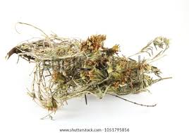 Attēlu rezultāti vaicājumam “Diderma montanum”