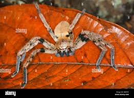 Attēlu rezultāti vaicājumam “Sparassidae”