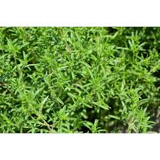 Image result for Satureja hortensis