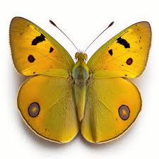 Attēlu rezultāti vaicājumam “Colias croceus”