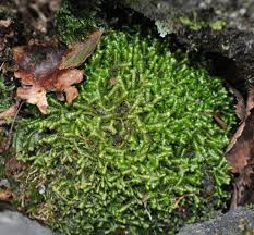 Attēlu rezultāti vaicājumam “Jungermannia hyalina cells”