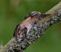 Attēlu rezultāti vaicājumam “Notodonta ziczac”