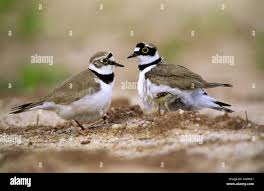 Attēlu rezultāti vaicājumam “Charadrius dubius adult”
