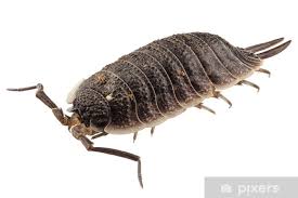 Attēlu rezultāti vaicājumam “Porcellio scaber”