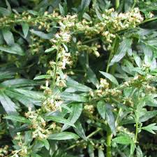 Image result for Artemisia vulgaris