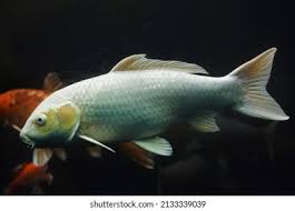 Image result for Cyprinus rubrofuscus