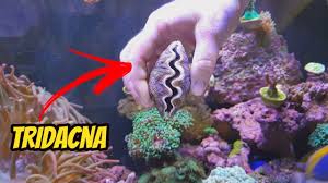 Image result for tridacna
