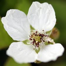 Attēlu rezultāti vaicājumam “Rubus caesius flower”