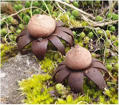 Attēlu rezultāti vaicājumam “Badhamiopsis praetermissa spores”