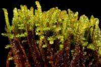 Attēlu rezultāti vaicājumam “Scorpidium cossonii”