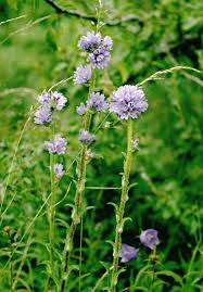 Attēlu rezultāti vaicājumam “Campanula cervicaria flower”