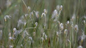 Attēlu rezultāti vaicājumam “Trichophorum alpinum”