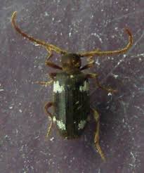 Attēlu rezultāti vaicājumam “Ptinus sp.”