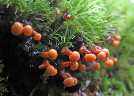 Attēlu rezultāti vaicājumam “Diderma tigrinum stalked”