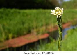 Attēlu rezultāti vaicājumam “Arabis hirsuta flower”