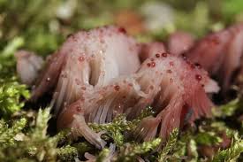 Attēlu rezultāti vaicājumam “Stemonitis sp.”