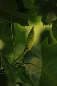 Attēlu rezultāti vaicājumam “Liriodendron tulipifera fruit”