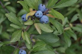 Attēlu rezultāti vaicājumam “Prunus spinosa”