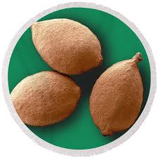 Attēlu rezultāti vaicājumam “Urtica dioica fruit”