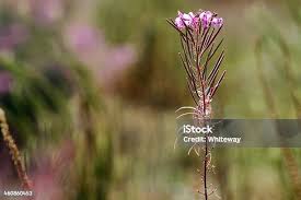 Attēlu rezultāti vaicājumam “Epilobium angustifolium bud”