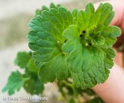 Attēlu rezultāti vaicājumam “Lamium amplexicaule leaf”