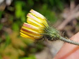 Image result for Hieracium pilosella