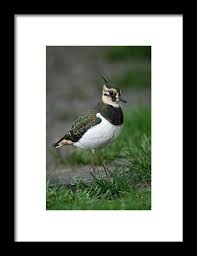 Attēlu rezultāti vaicājumam “Vanellus vanellus”