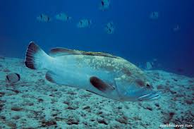Image result for Epinephelus marginatus
