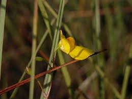Attēlu rezultāti vaicājumam “Utricularia intermedia flower”