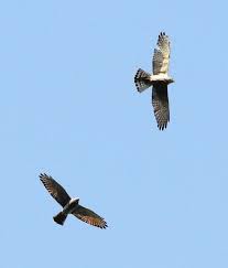 「タカスギ・サブロウタ」の画像検索結果