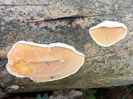 Attēlu rezultāti vaicājumam “Skeletocutis amorpha”