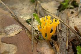 Attēlu rezultāti vaicājumam “Ramariopsis crocea”