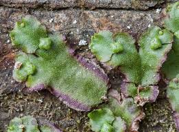 Attēlu rezultāti vaicājumam “Preissia quadrata”